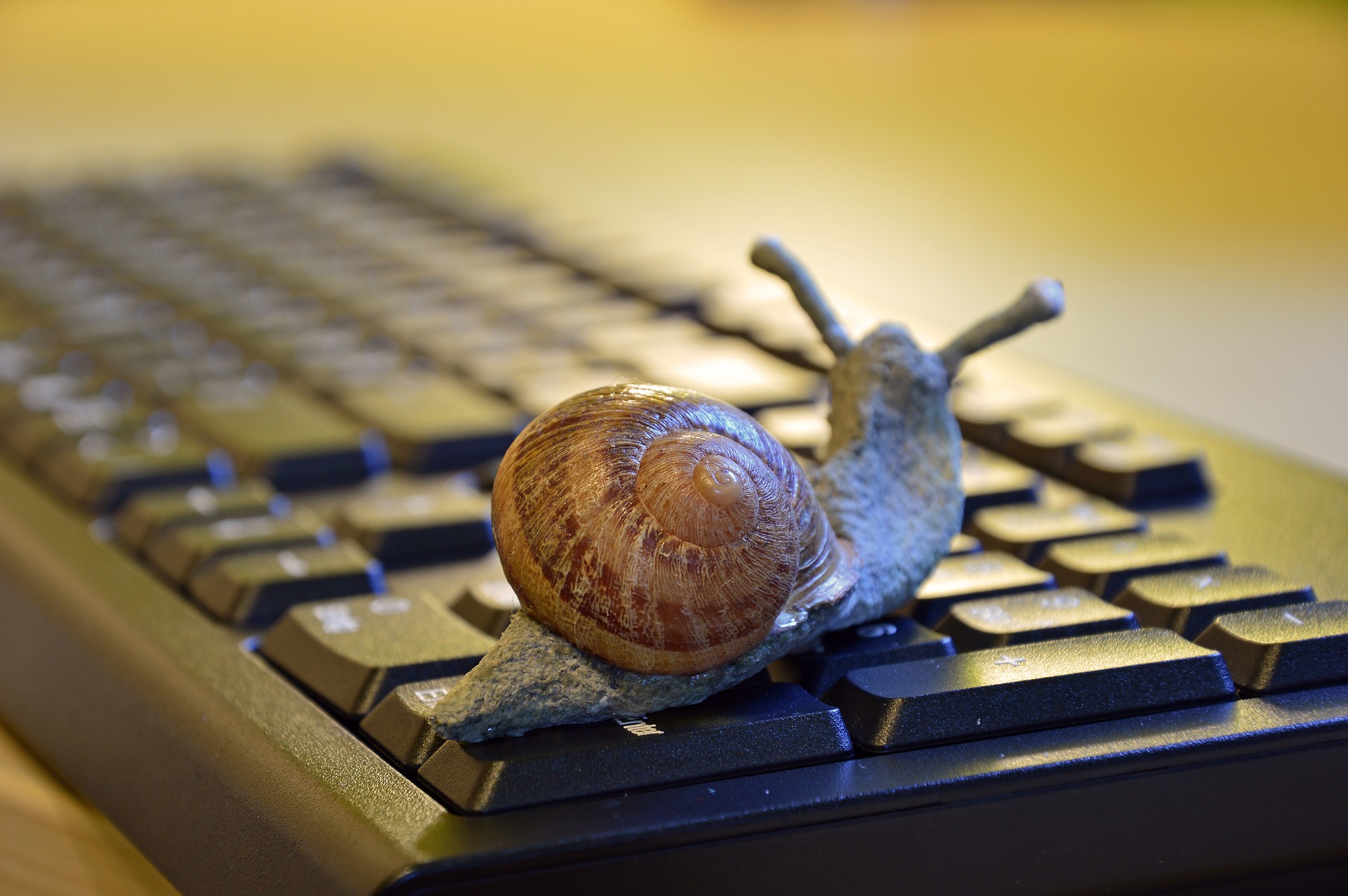 snail-3901655_1920