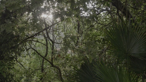 Appel à communications - L'arbre qui cache la forêt